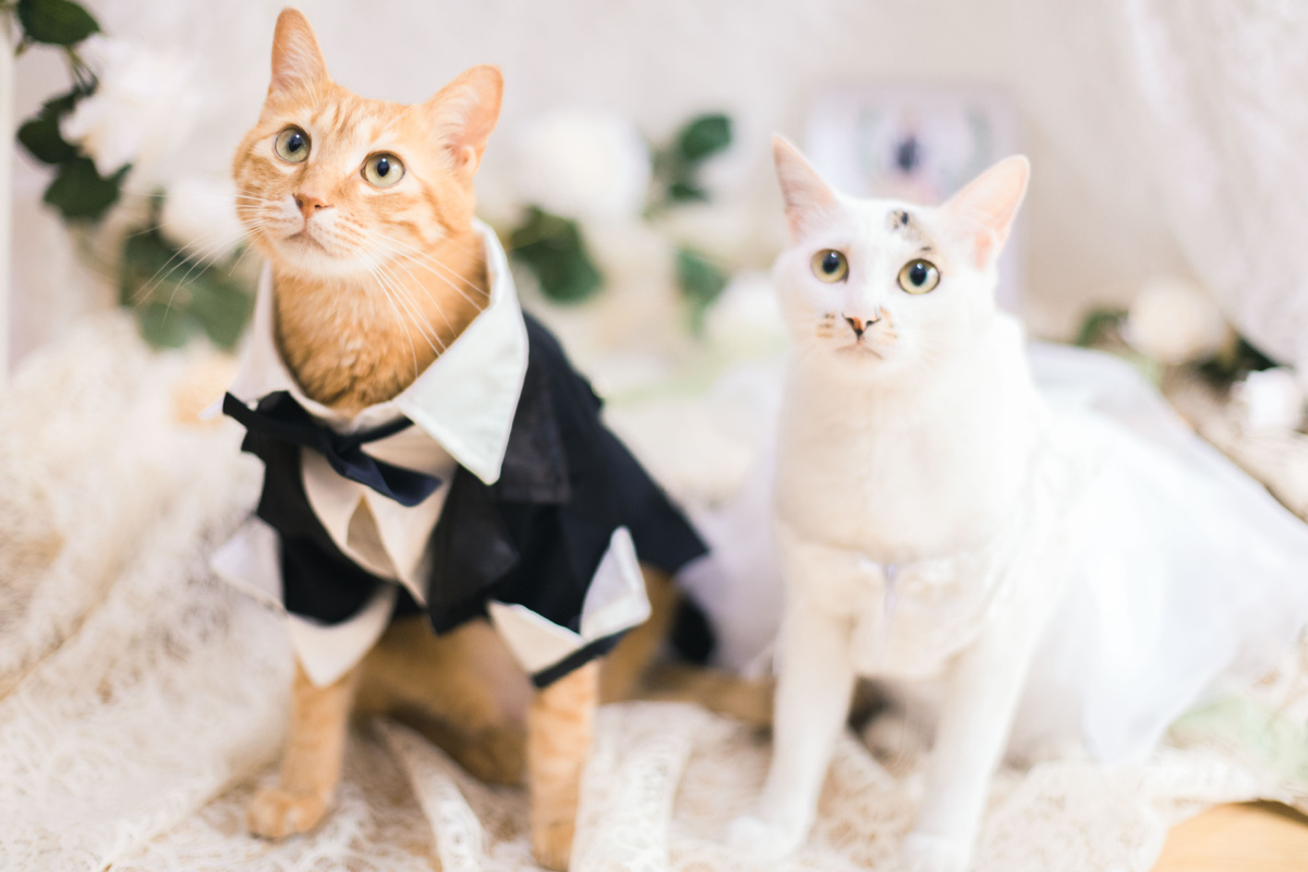 两只猫的婚礼 - 电扇扇扇 - 图虫