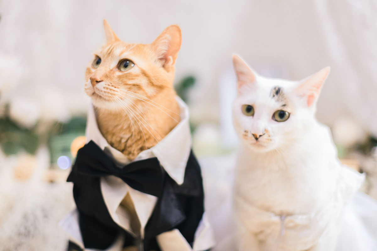 两只猫的婚礼 - 电扇扇扇 - 图虫