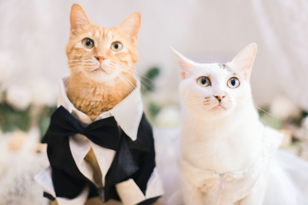 两只猫的婚礼 - 电扇扇扇 - 图虫