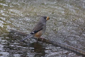 BH9A2603_