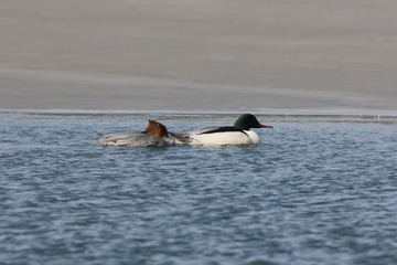BH9A2714_
