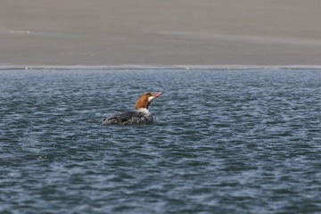 BH9A2767_