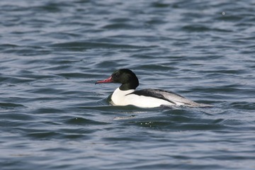BH9A2799_