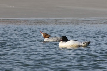 BH9A2842_
