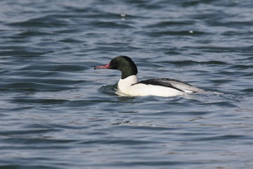 BH9A2791_