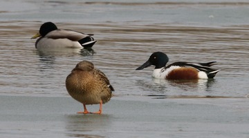 BH9A3019_
