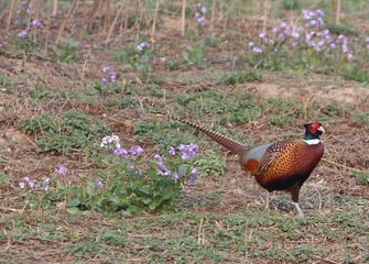 CP4W7761_
