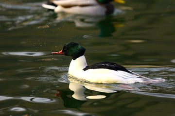 BH9A4829_