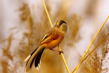 BH9A7729__