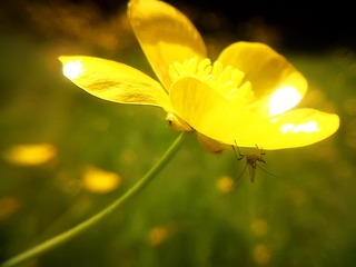 Aphid