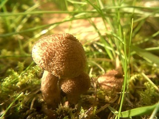 Mushrooms_OK