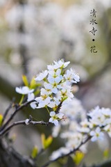 DSC_2424_1.jpg