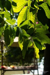IMG_8425