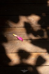 IMG_8430