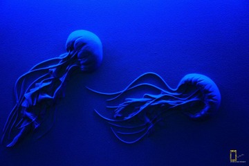 IMG_3779.JPG