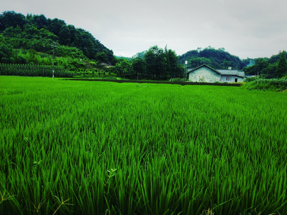 绿油油的水稻