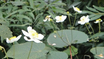 DSC09373 - 副本 - 副本.JPG