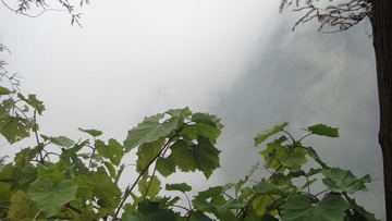 DSC09367 - 副本 - 副本.JPG