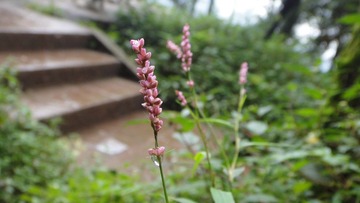 DSC09504 - 副本.JPG