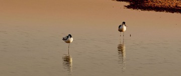 _DSC0902_1.JPG