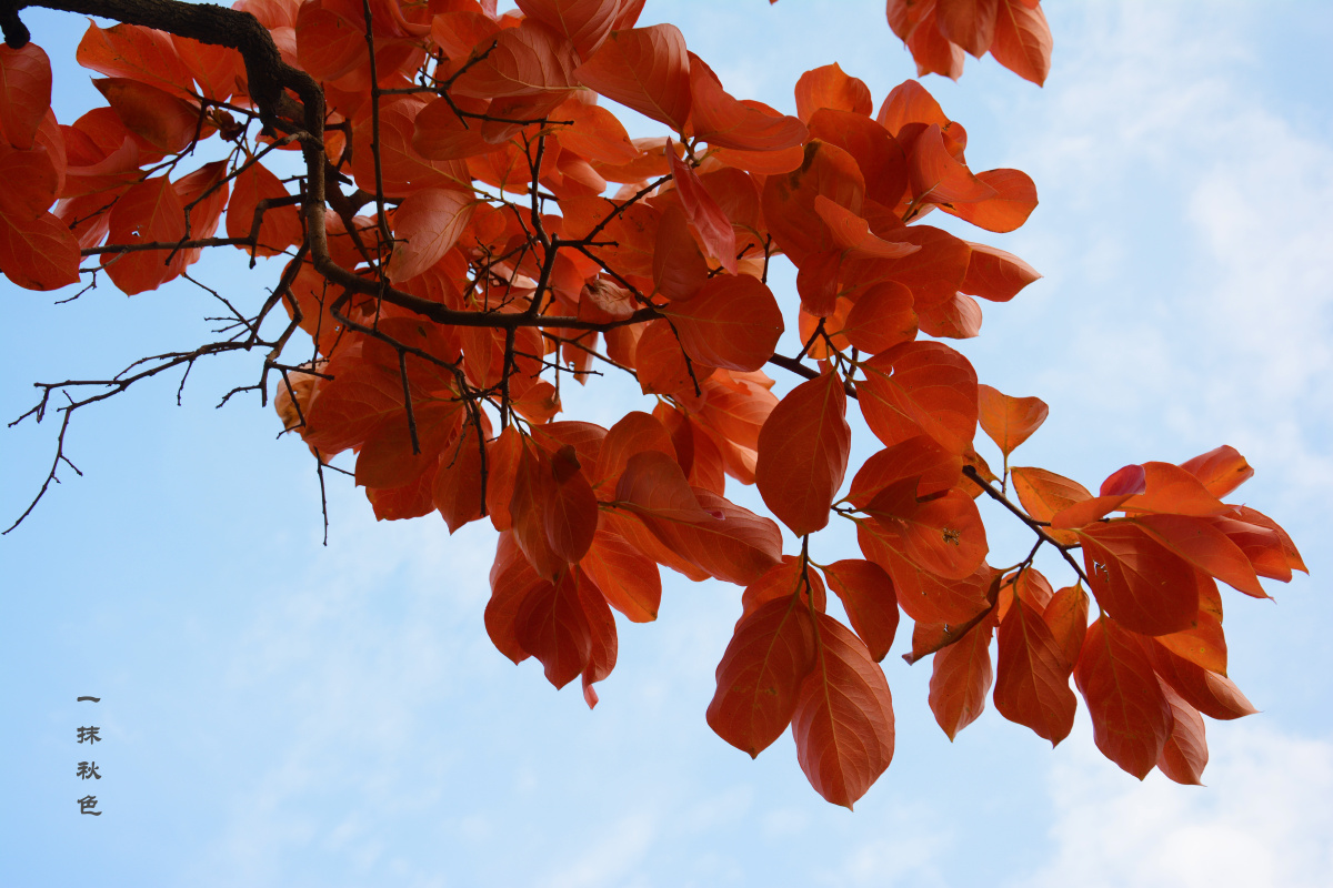 一抹红叶