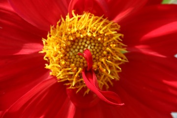 大丽花