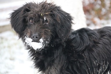 雪中觅食的狗