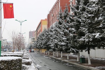 雪花盛开