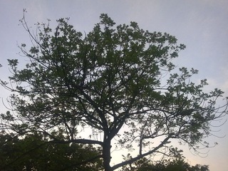 20100712978.jpg