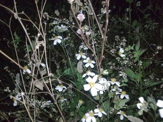 201101313036.jpg
