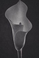 SHN_3873