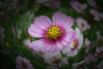 aaa