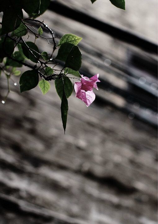 花<br />
