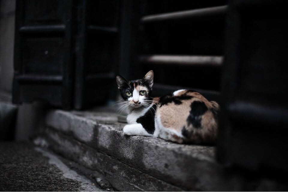 猫NEKO<br />
