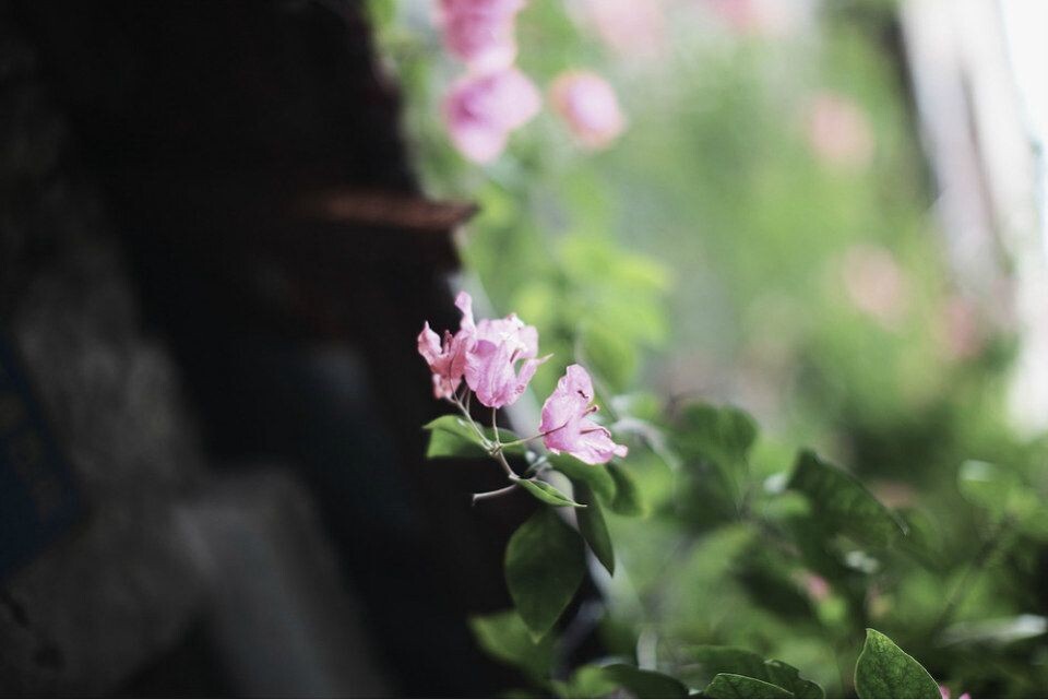 花朵<br />
