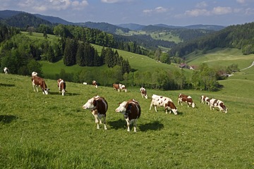 IMG_3785.JPG