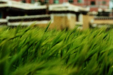 IMG_2890.JPG