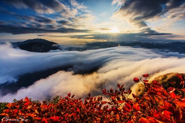 三峡红叶
