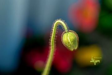 _DSC6611