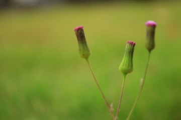 IMG_1311.JPG
