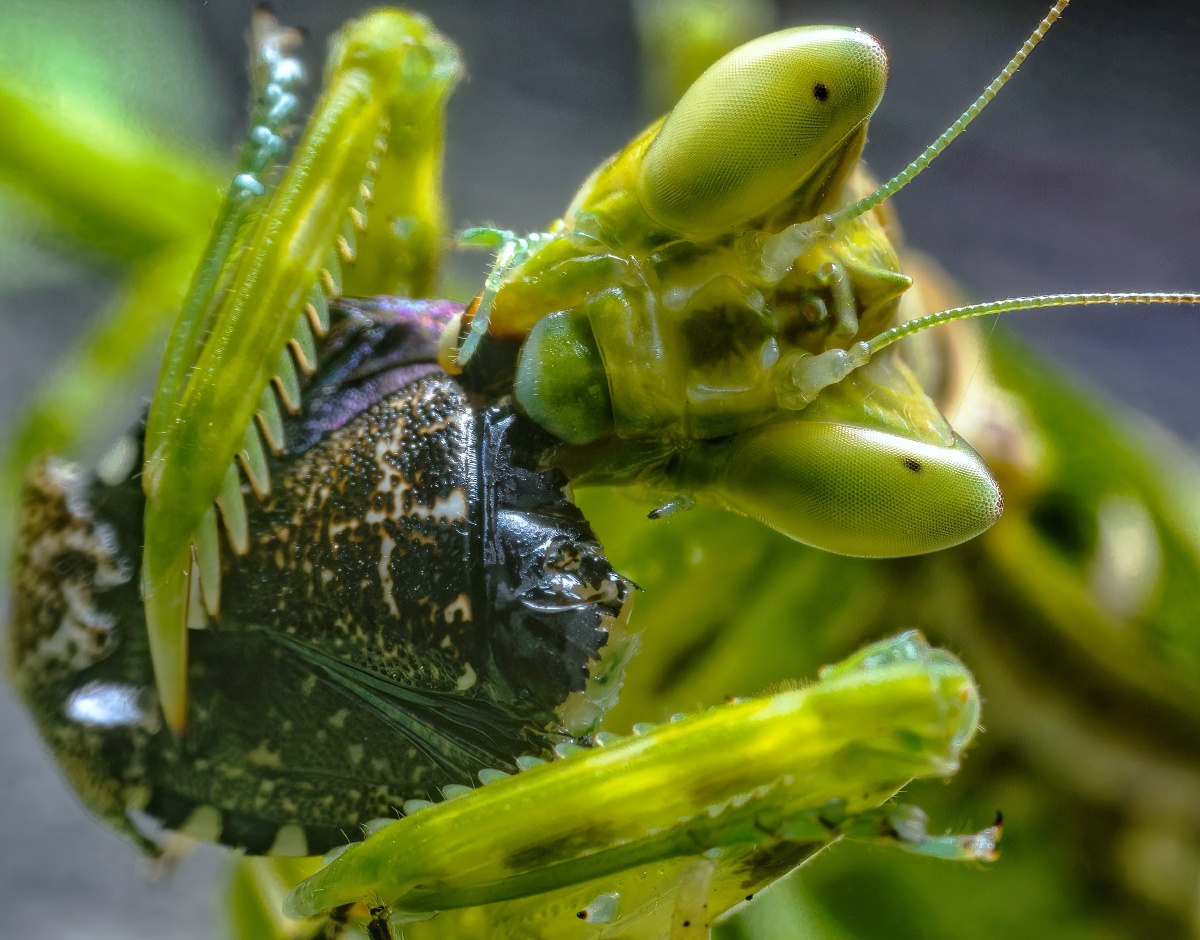 螳螂捕蝽真是不挑嘴蝽那么臭也下得去嘴