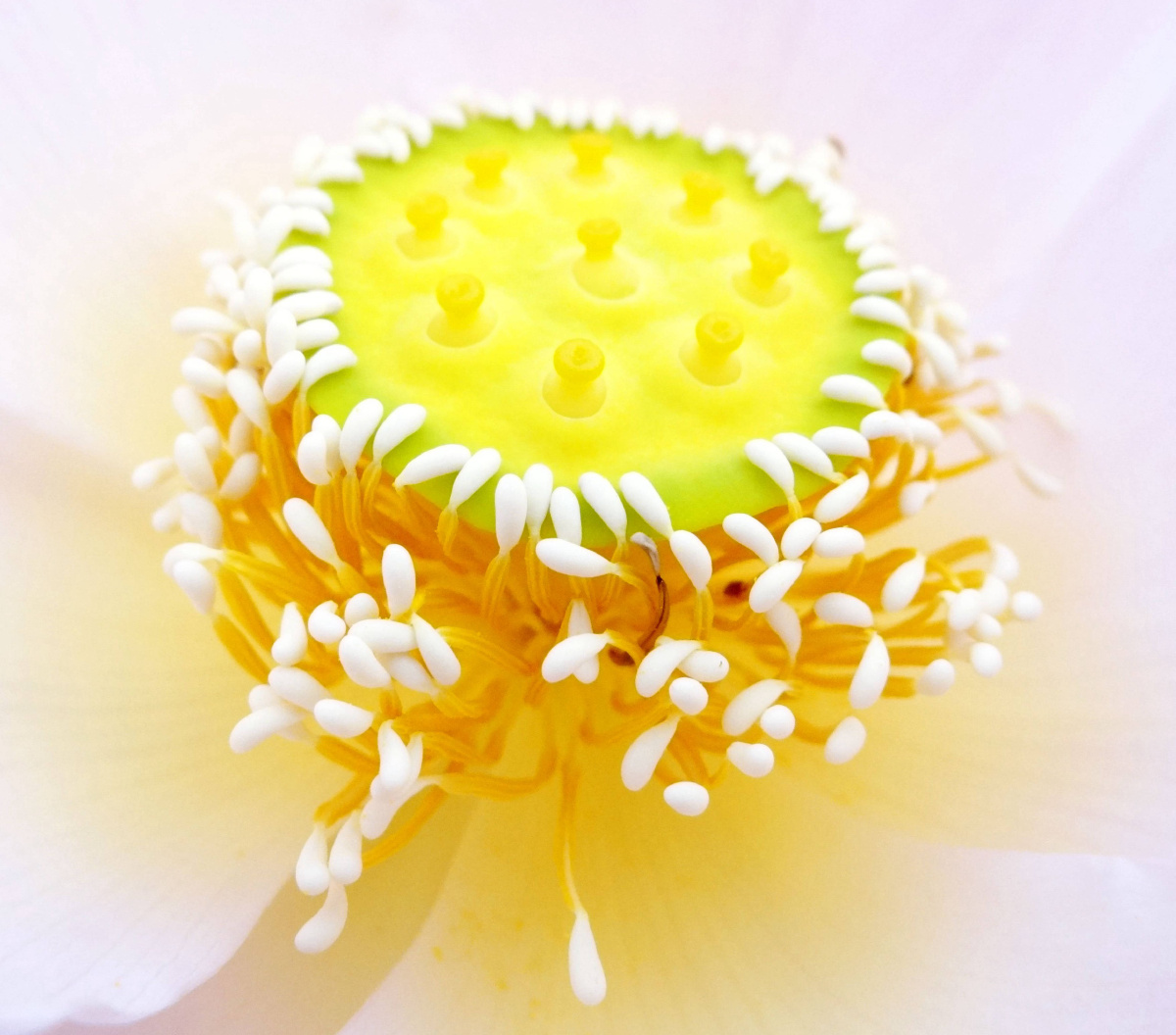 荷花蕊淡雅美丽!