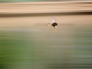 翔