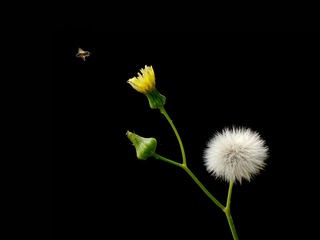 蜂.花