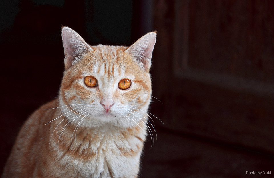 在斑驳流离的时光里,用琥珀色的眼睛窥探你我的记忆 br /> 地点:观水