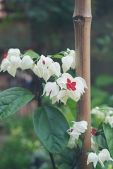 DSC_0639_meitu_19