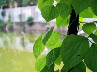 绿叶河影