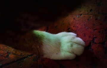 猫爪