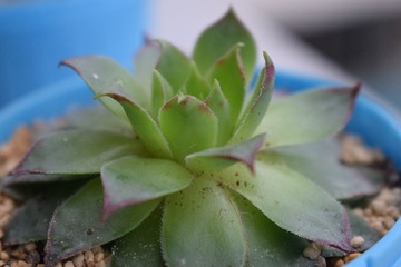 生命