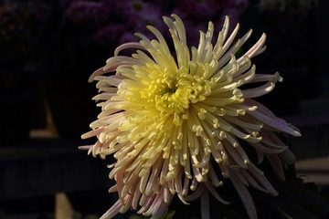 IMG_4140.JPG